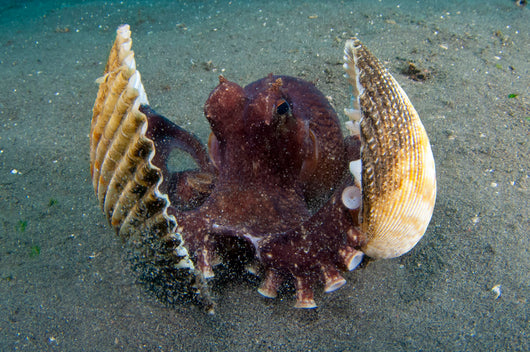 Coconut Octopus Lembeh Strait Wall Decal Design 9