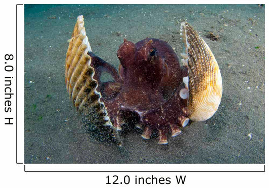 Coconut Octopus Lembeh Strait Wall Decal Design 9