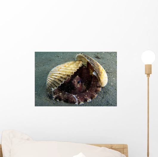Coconut Octopus Lembeh Strait Wall Decal Design 8