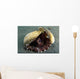 Coconut Octopus Lembeh Strait Wall Decal Design 8