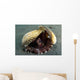 Coconut Octopus Lembeh Strait Wall Decal Design 8