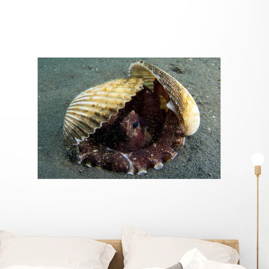 Coconut Octopus Lembeh Strait Wall Decal Design 8