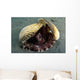 Coconut Octopus Lembeh Strait Wall Decal Design 8