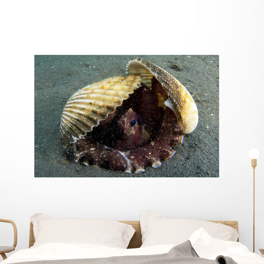 Coconut Octopus Lembeh Strait Wall Decal Design 8