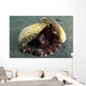 Coconut Octopus Lembeh Strait Wall Decal Design 8