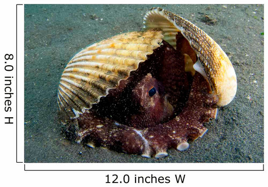 Coconut Octopus Lembeh Strait Wall Decal Design 8