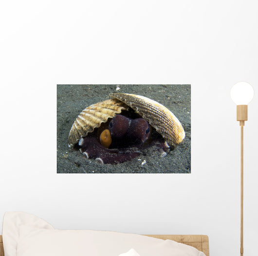 Coconut Octopus Lembeh Strait Wall Decal Design 7