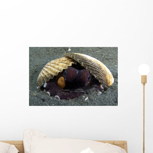 Coconut Octopus Lembeh Strait Wall Decal Design 7