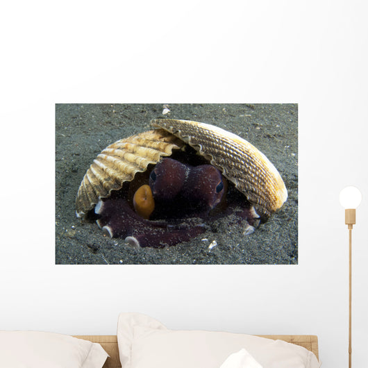 Coconut Octopus Lembeh Strait Wall Decal Design 7