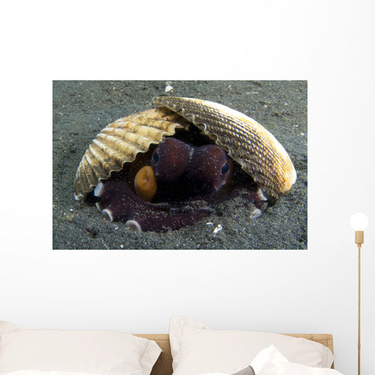 Coconut Octopus Lembeh Strait Wall Decal Design 7