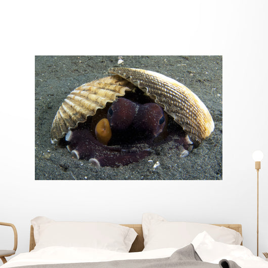 Coconut Octopus Lembeh Strait Wall Decal Design 7