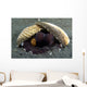 Coconut Octopus Lembeh Strait Wall Decal Design 7