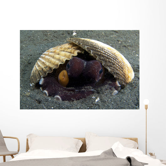 Coconut Octopus Lembeh Strait Wall Decal Design 7