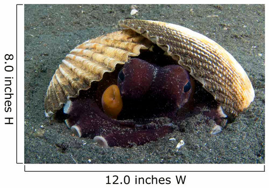 Coconut Octopus Lembeh Strait Wall Decal Design 7