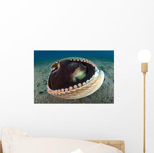 Coconut Octopus Lembeh Strait Wall Decal Design 6
