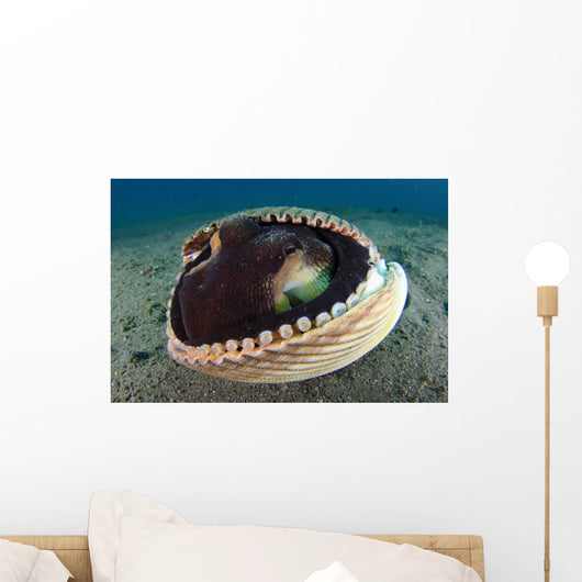 Coconut Octopus Lembeh Strait Wall Decal Design 6