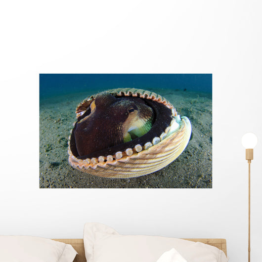 Coconut Octopus Lembeh Strait Wall Decal Design 6