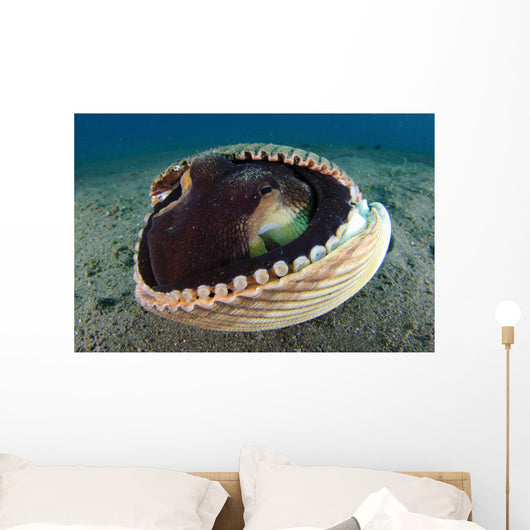 Coconut Octopus Lembeh Strait Wall Decal Design 6