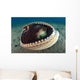 Coconut Octopus Lembeh Strait Wall Decal Design 6