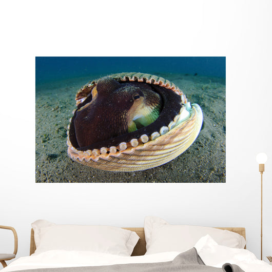 Coconut Octopus Lembeh Strait Wall Decal Design 6