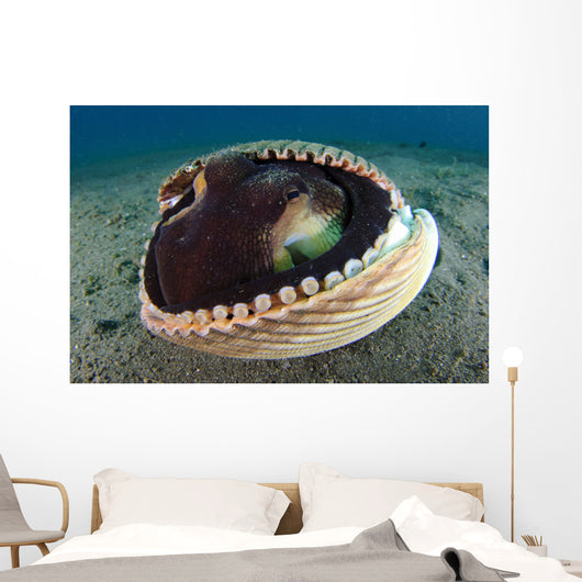 Coconut Octopus Lembeh Strait Wall Decal Design 6