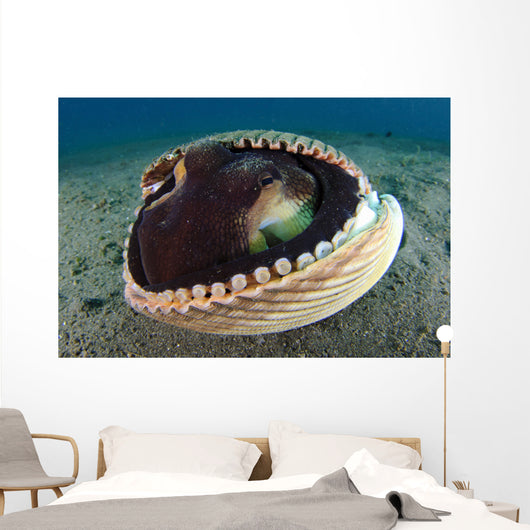 Coconut Octopus Lembeh Strait Wall Decal Design 6