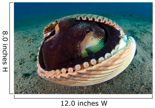 Coconut Octopus Lembeh Strait Wall Decal Design 6