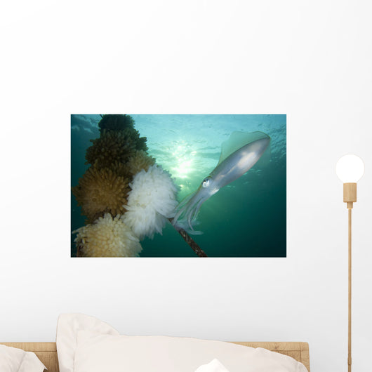 Bigfin Reef Squid Tending Wall Decal Design 15