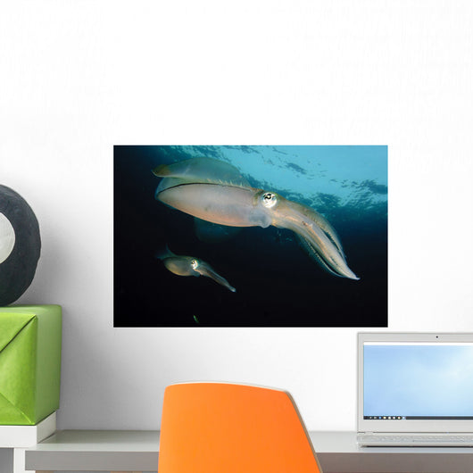 Bigfin Reef Squid Tending Wall Decal Design 14