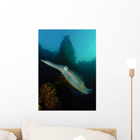 Bigfin Reef Squid Tending Wall Decal Design 13