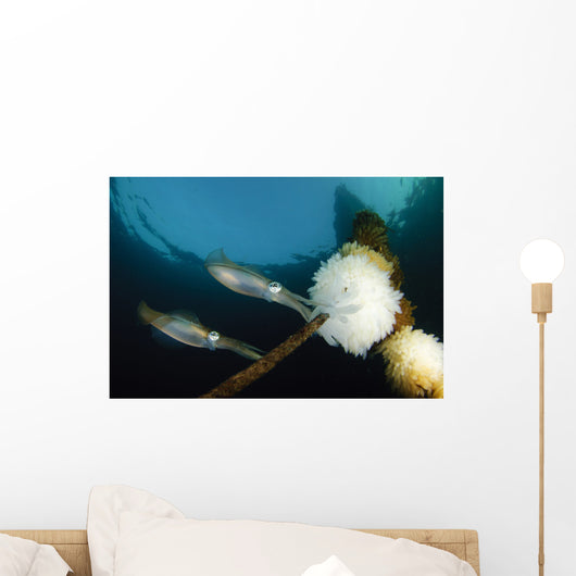 Bigfin Reef Squid Tending Wall Decal Design 12