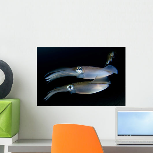 Bigfin Reef Squid Tending Wall Decal Design 11