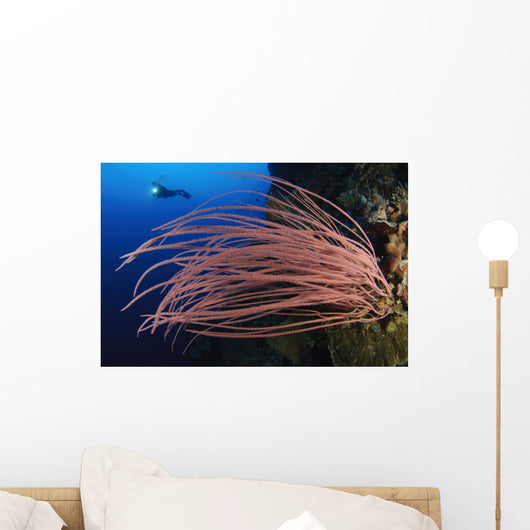 Grand Sea Whip with Wall Decal Design 2