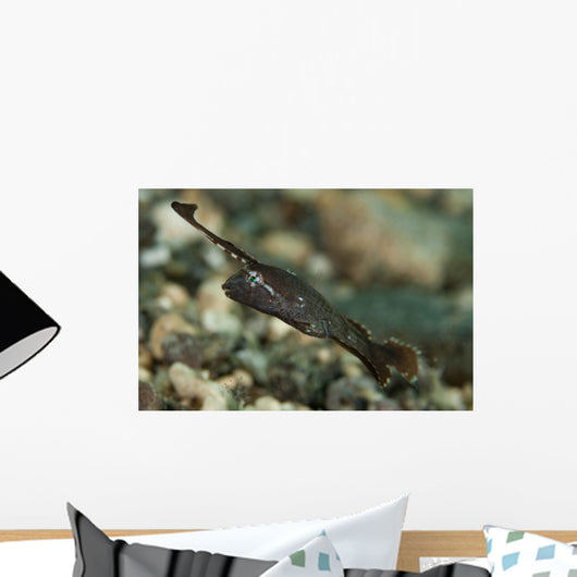 Peacock Razorfish Gorontalo Indonesia Wall Decal