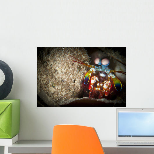 Peacock Mantis Shrimp Peering Wall Decal