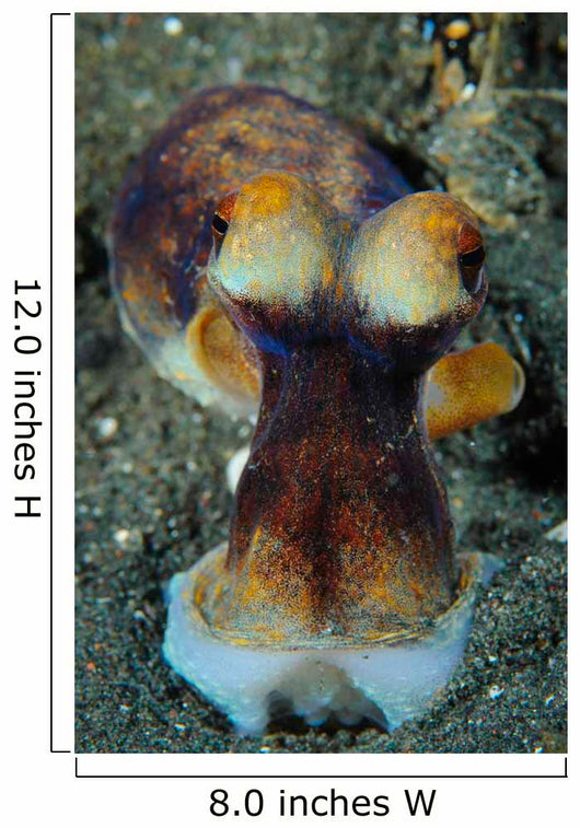 Day Octopus Volcanic Sand Wall Decal