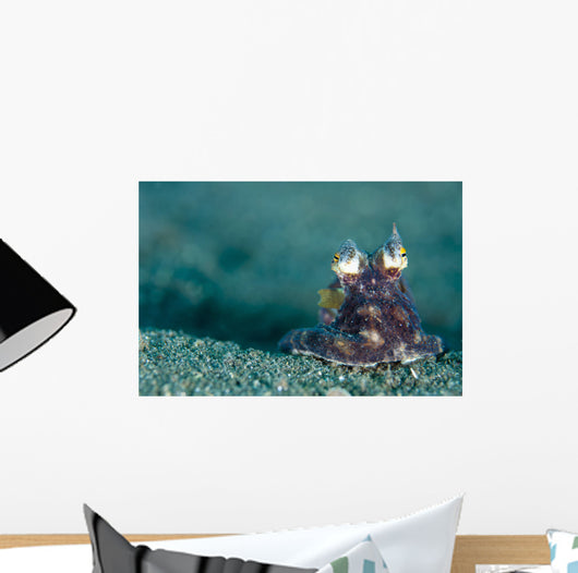 Coconut Octopus Lembeh Strait Wall Decal Design 5