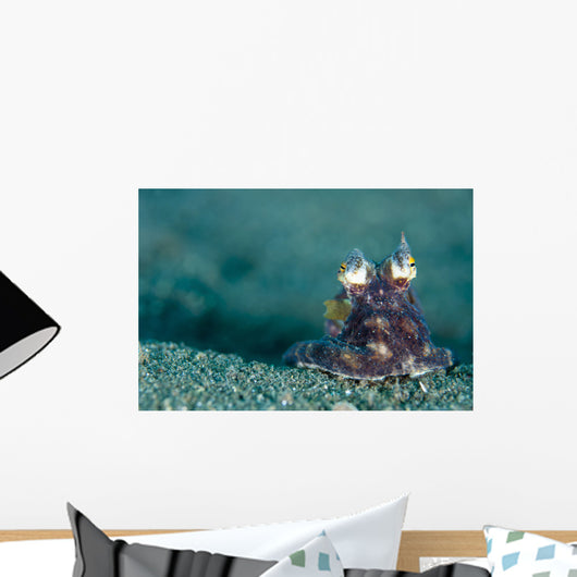 Coconut Octopus Lembeh Strait Wall Decal Design 5