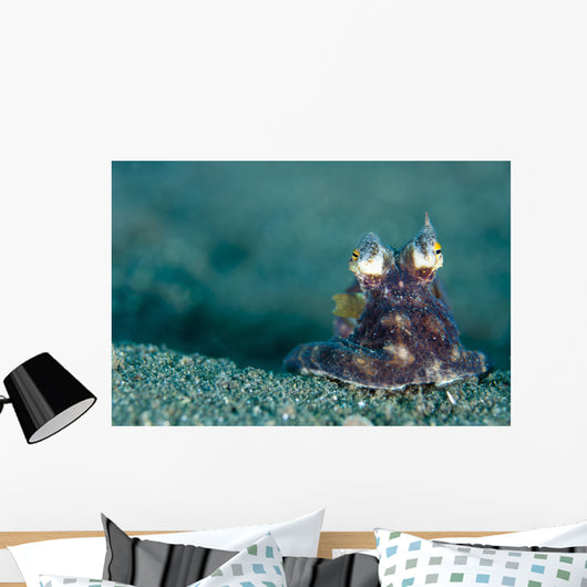 Coconut Octopus Lembeh Strait Wall Decal Design 5