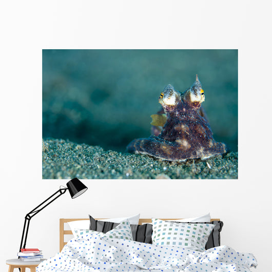 Coconut Octopus Lembeh Strait Wall Decal Design 5
