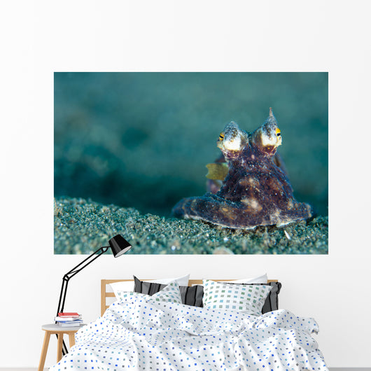 Coconut Octopus Lembeh Strait Wall Decal Design 5