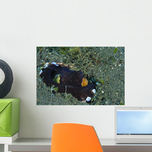 Coconut Octopus Lembeh Strait Wall Decal Design 4
