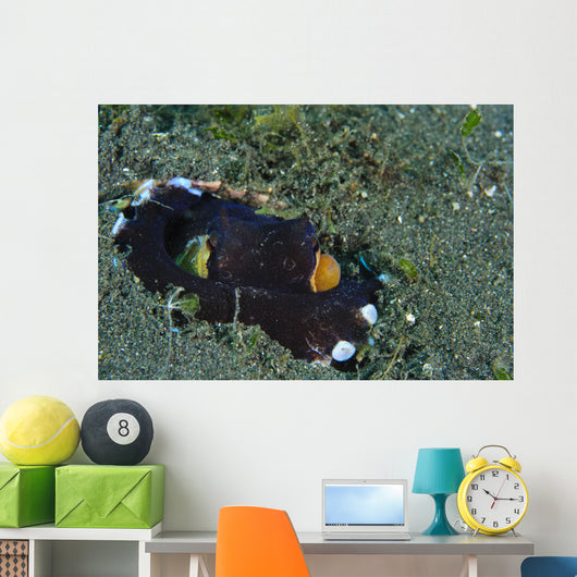 Coconut Octopus Lembeh Strait Wall Decal Design 4
