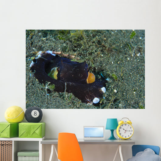 Coconut Octopus Lembeh Strait Wall Decal Design 4