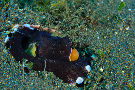 Coconut Octopus Lembeh Strait Wall Decal Design 4