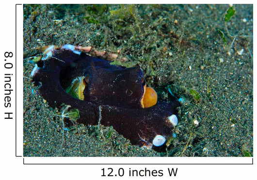 Coconut Octopus Lembeh Strait Wall Decal Design 4