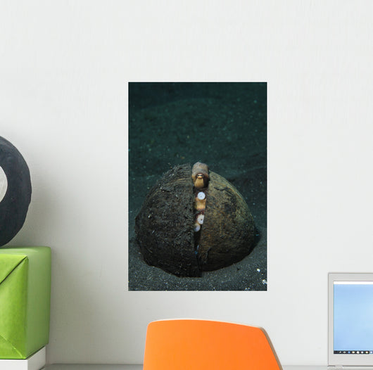 Coconut Octopus Lembeh Strait Wall Decal Design 3