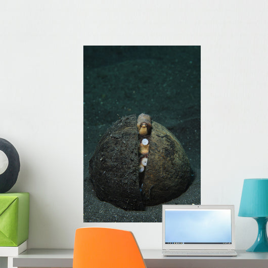 Coconut Octopus Lembeh Strait Wall Decal Design 3