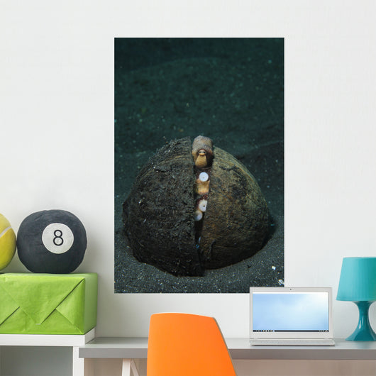 Coconut Octopus Lembeh Strait Wall Decal Design 3