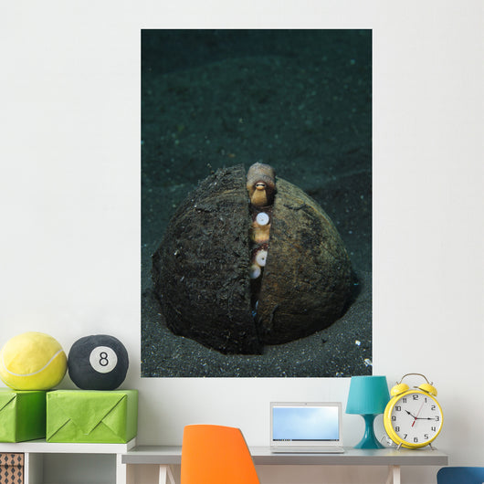 Coconut Octopus Lembeh Strait Wall Decal Design 3